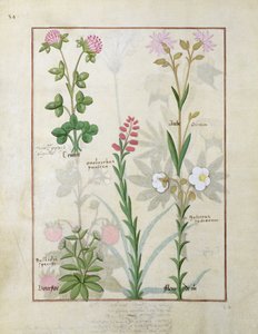 Red Clover and Aube, Bellidis Species, Onobrychis and Hyssopus Nemorum, illustration from The Book of Simple Medicines